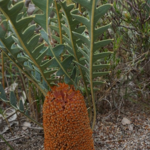 Banksia gardneri